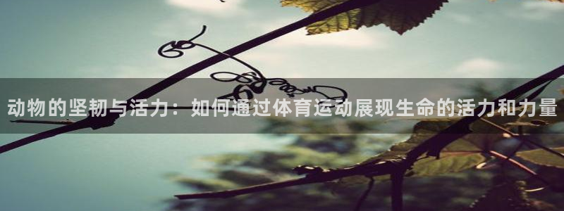 vsport体育：动物的坚韧与活力：如何通过体育运动展现生命的活力和力量