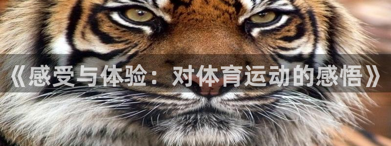 vsport体育在线官网：《感受与体验：对体育运动的感悟》