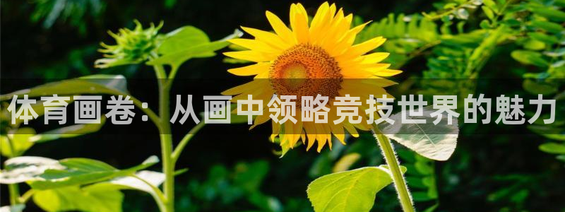 vsport体育：体育画卷：从画中领略竞技世界的魅力